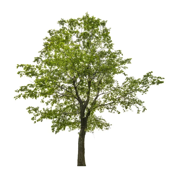 Single green linden tree isolated on white — Stock Photo, Image