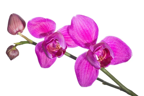 Twee grote roze orchideebloemen op tak — Stockfoto