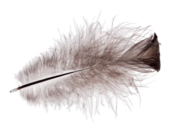 Black fluffy feather isolated on white — Stock Photo, Image