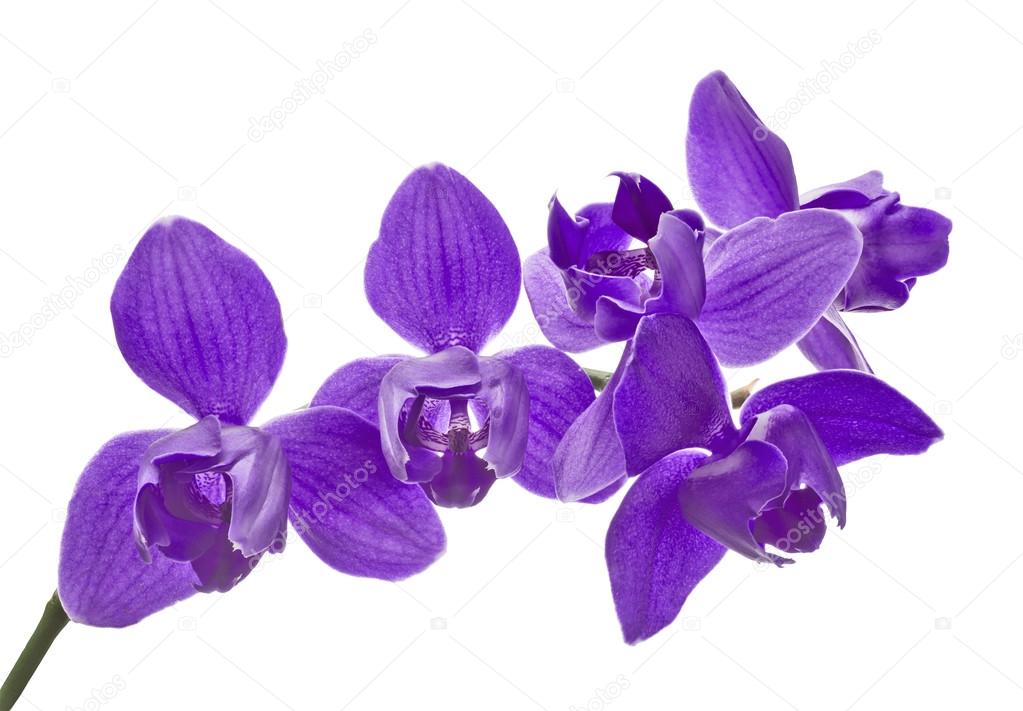 Three petals isolated purple orchids — Stock Photo © Dr.PAS 34873127