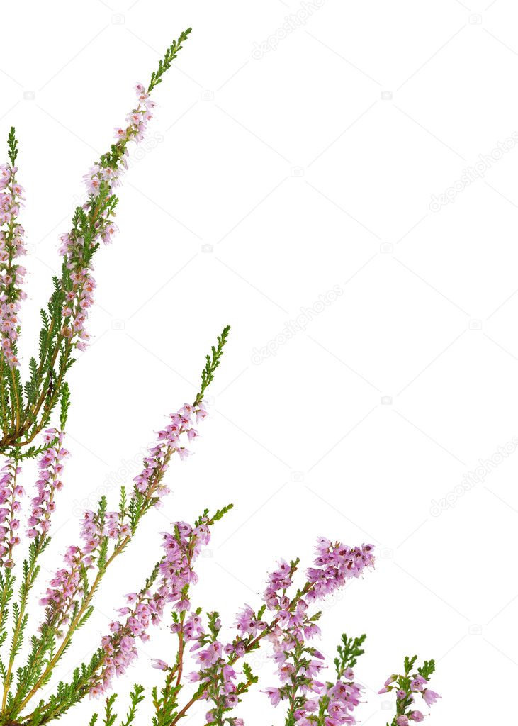 isolated pink blossoming heather corner