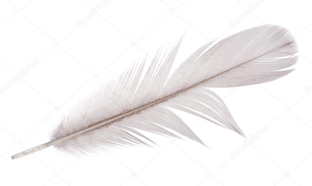 Light grey goose feather on white