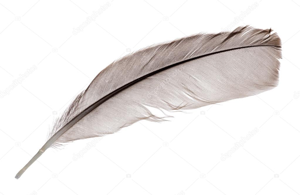 Dark grey one rooster feather on white