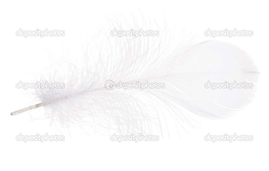 White isolated fluffy feather