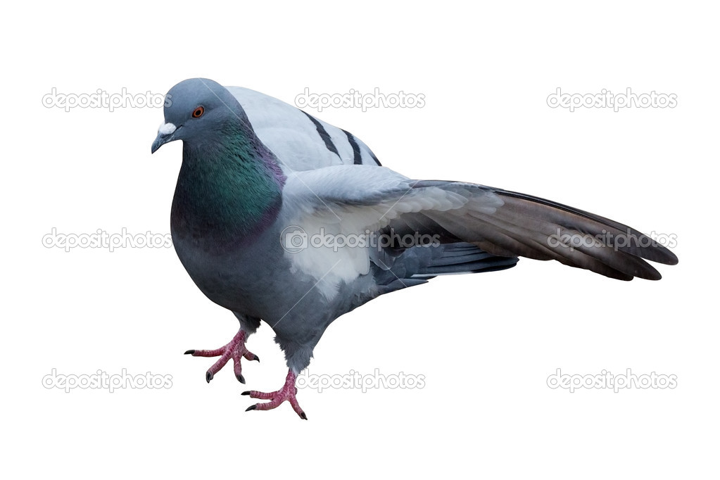 photo of grey isolated dove