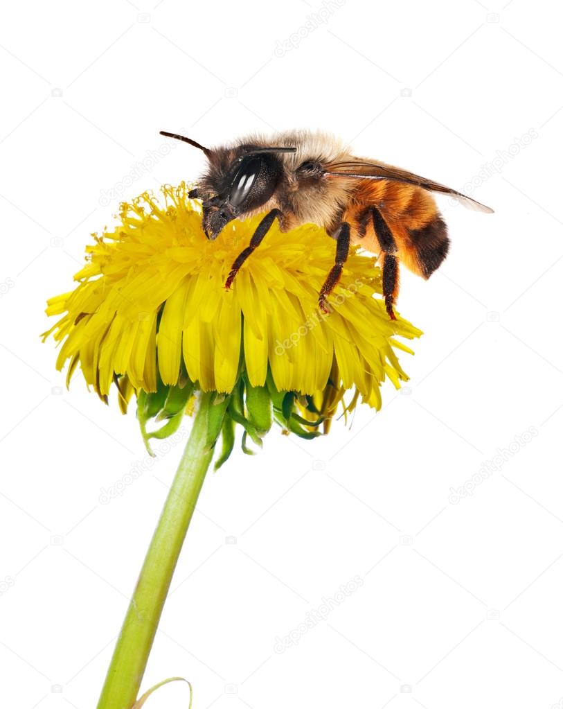 isolated yellow dandelion and brown bee