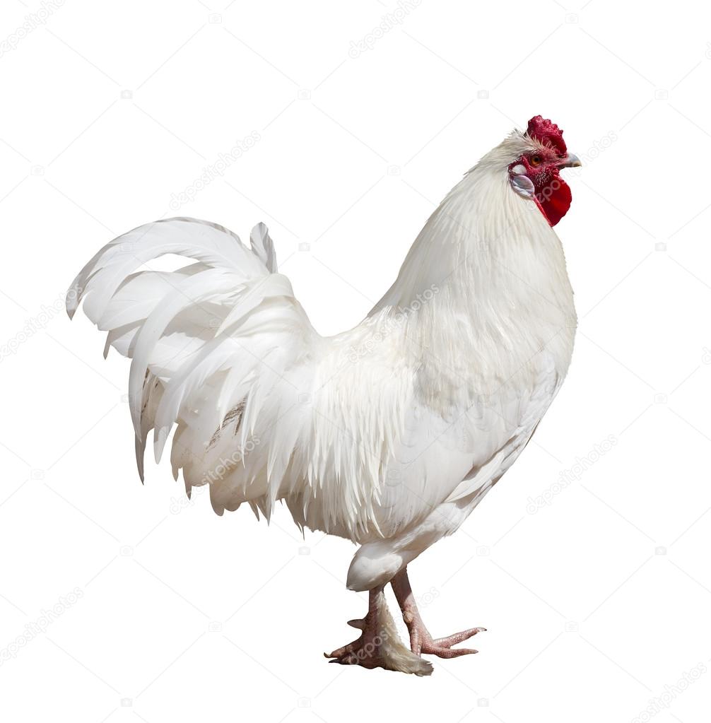 Light color rooster isolated on white Stock Photo by ©Dr.PAS 34876177
