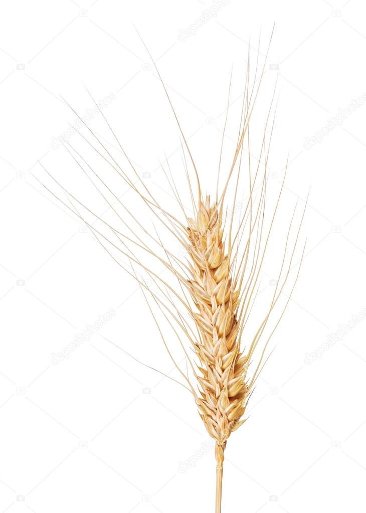 isolated ear of wheat with long awns