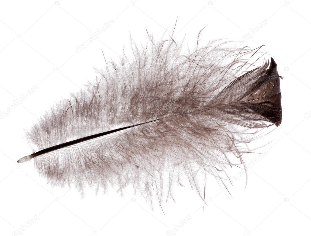 Black fluffy feather isolated on white