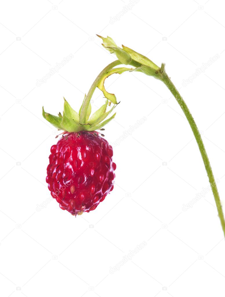 single wild strawberry on stem