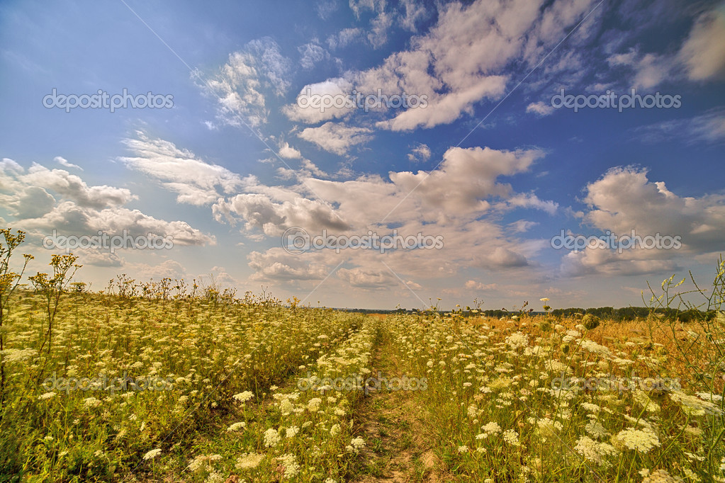 path in white flowers field — Stock Photo © Dr.PAS 34878187