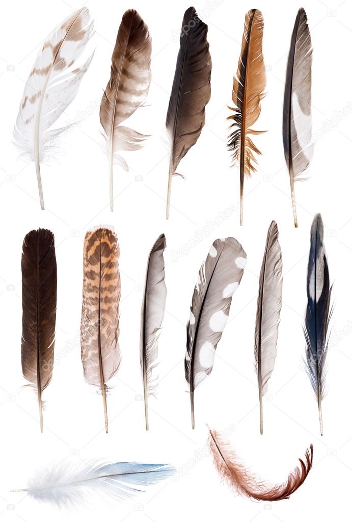 thirteen feathers isolate on white