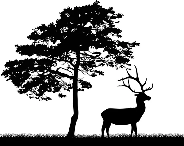Deer near large pine — Stock Vector