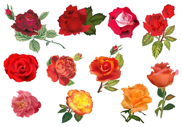 Onze rosas isoladas vermelhas laranja nad — Vetor de Stock