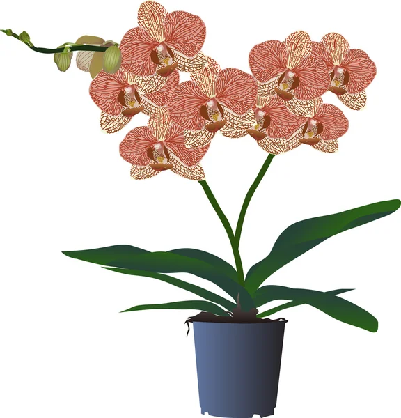 Ramo di fiore di orchidea rossa in vaso — Vettoriale Stock