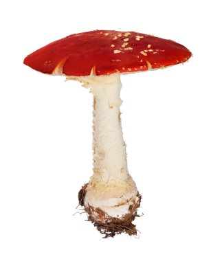 büyük kırmızı sinek üzerinde beyaz izole agaric