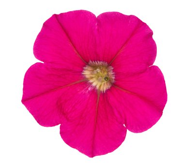 Tek pembe petunya üzerine beyaz izole