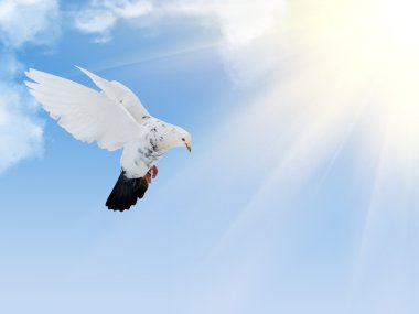 white dove with black tail flying in blue sky clipart
