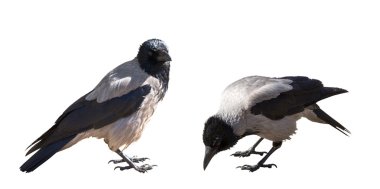 two grey crows isolated on white clipart
