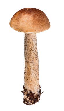 Birch Bolete beyazda izole edildi