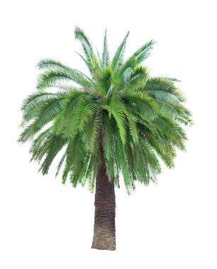 büyük yeşil palmiye ağacı üzerinde beyaz