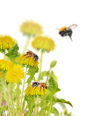Arıların sarı parlak dandelions üzerinde