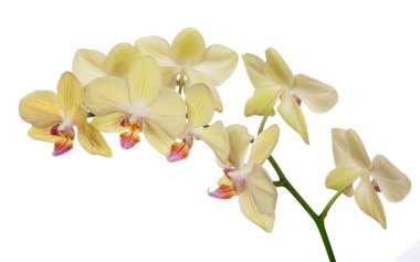 birçok beyaz izole sarı orkideler ışık