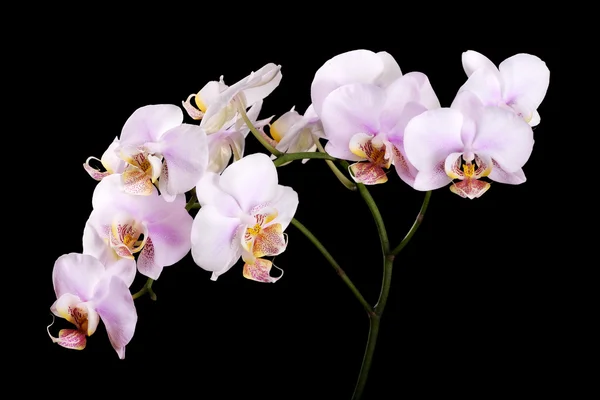 Růžové květy orchidejí strakaté centry na černém pozadí — Stock fotografie