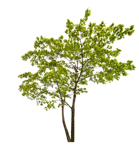 Albero d'acero verde — Foto Stock