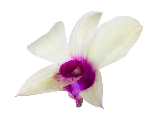 Única flor de orquídea amarela clara com centro rosa — Fotografia de Stock