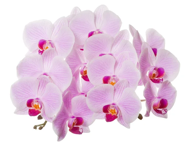 Izolované svěží růžové orchideje květ — Stock fotografie