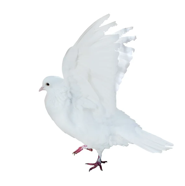 Isolated flying white pigeon — Stock Photo, Image