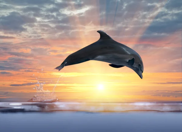 日落海上面跳跃的海豚 — 图库照片