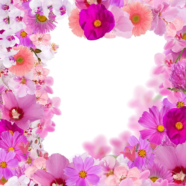 핑크 꽃 프레임 흰색 절연에서 장식 — 스톡 사진