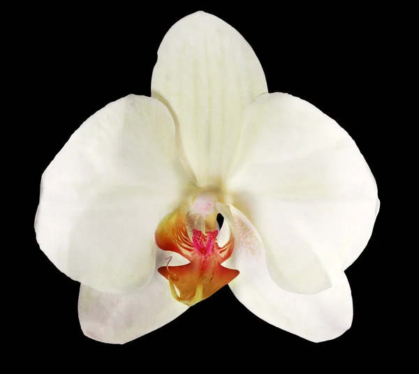 Jeden jasny żółty na białym tle na czarna orchidea — Zdjęcie stockowe