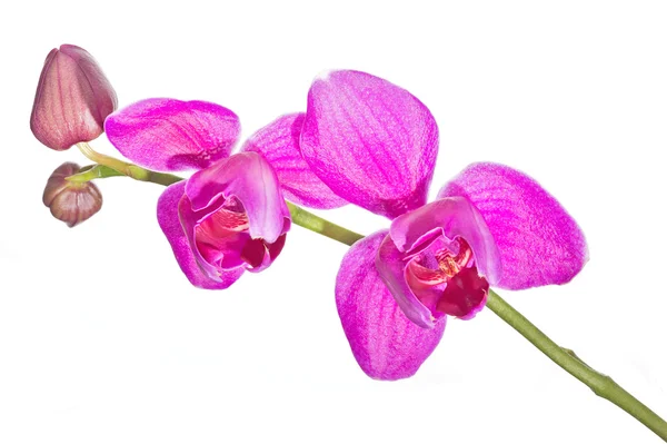Duas orquídeas cor de rosa no ramo — Fotografia de Stock
