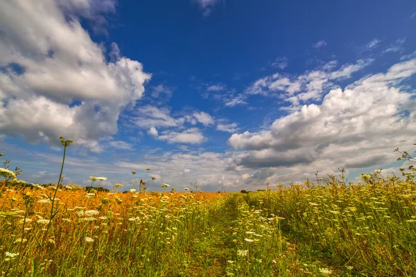 White flowers field under blue sky — Stock Photo, Image