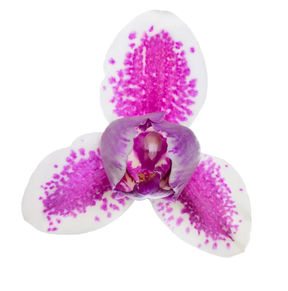 Tre kronblad enda orkidé med rosa fläckar — Stockfoto
