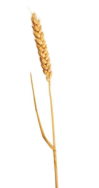 Awns olmadan altın buğday izole kulak — Stok fotoğraf