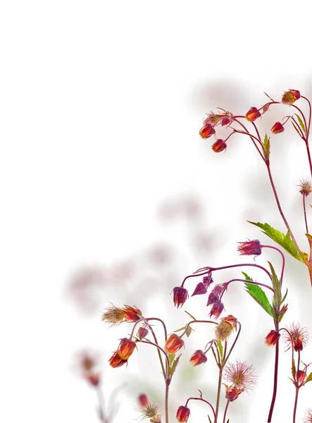 Composición de flores silvestres esponjosas en blanco — Foto de Stock
