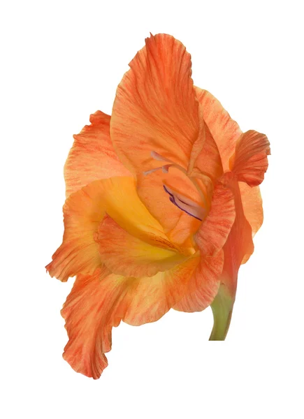 Flor gladíolo vermelho e laranja isolada sobre branco — Fotografia de Stock