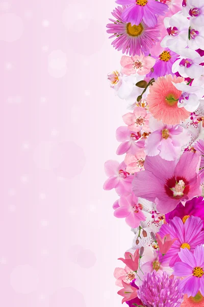 Beautiful pink floral strip — Stock Photo, Image