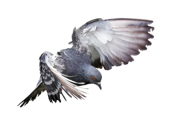 Тёмный голубь — стоковое фото