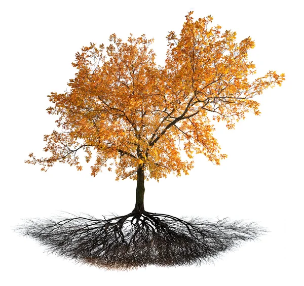 Dąb brązowy jesień z korzenia na białym tle — Zdjęcie stockowe