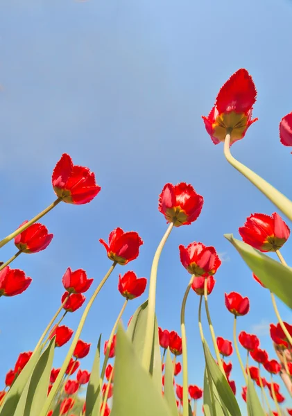 Vista de abajo hacia arriba en tulipanes rojos — Foto de Stock