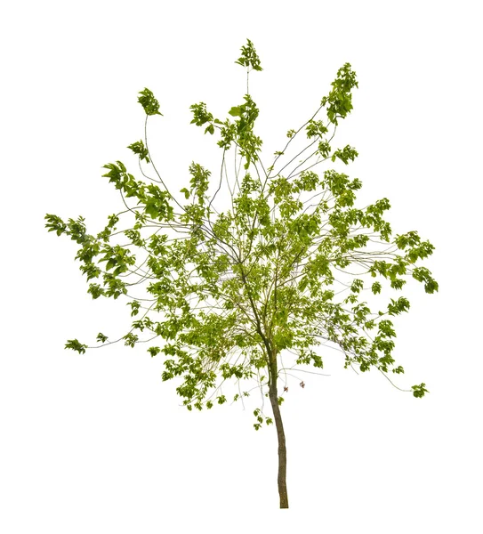 Piccolo albero isolato con foglie verdi — Foto Stock