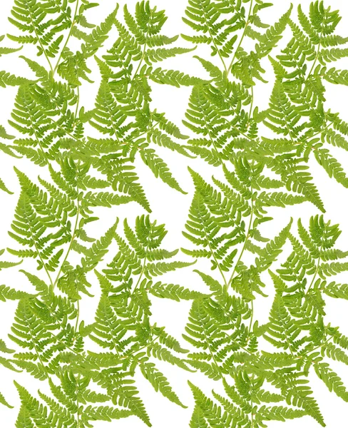 Бесшовный зеленый фон ветви папоротника — стоковое фото