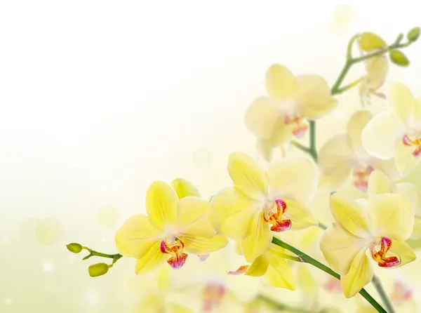 Décoration d'orchidées jaune citron — Photo