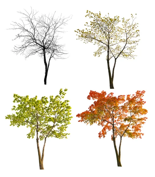 白色衬底上的四个季节枫叶树 isoalted — 图库照片