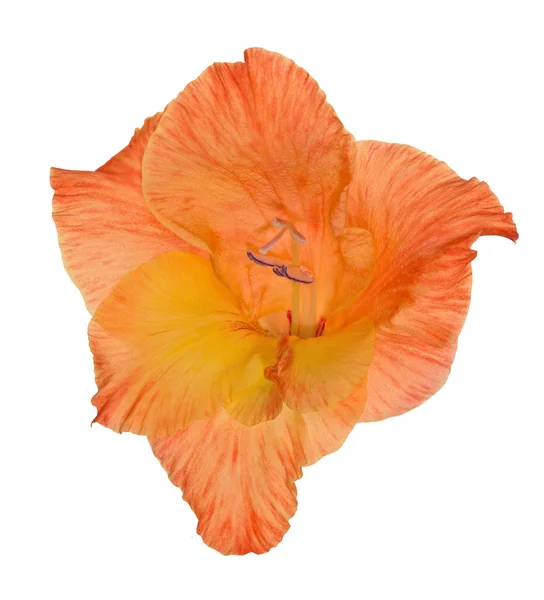 Fleur de gladiole rouge et orange sur blanc — Photo